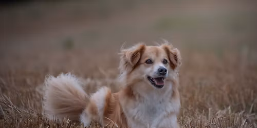 Ps\u00ed sporty Vala\u0161sk\u00e1 Byst\u0159ice - 4.ro\u010dn\u00edk 2026