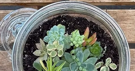 Succulent Terrarium