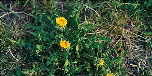 \u201cW**d ID: What Weeds are Saying and How to Listen,\u201d by Michelle Fronk Schukle