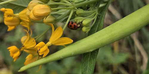 The Great Ybor City Seed Exchange