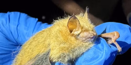 Bats In Illinois