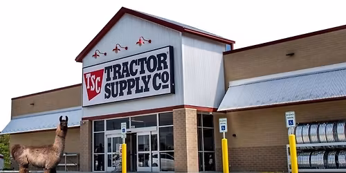 Walk-a-Llama at Tractor Supply