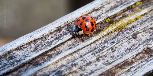 Bug Hike
