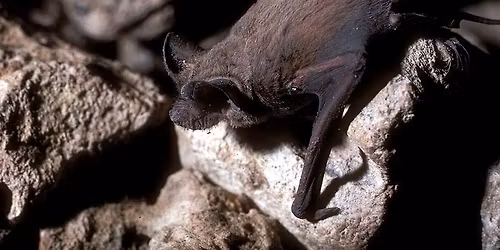 Bat Craft and Guided Hike