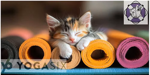 Kitten Yoga with Demi's Animal Rescue
