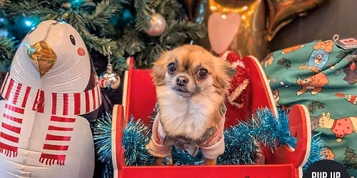 Birmingham \u2013 Pint Sized Pooches Christmas Tour \ud83c\udf84
