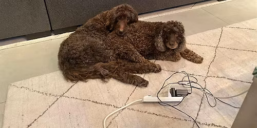 Unveiling of the Brady & Hunter Dog Bench with Mayor Suarez and District 4