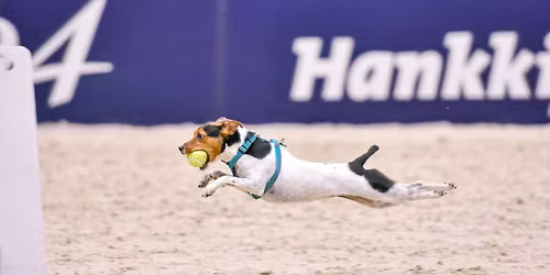 Flyball-tutustumiskurssi 31.5.2026
