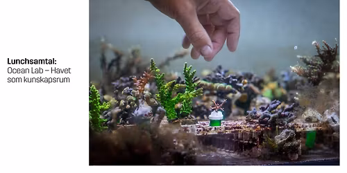 Lunchsamtal: Ocean Lab - Havet som kunskapsrum