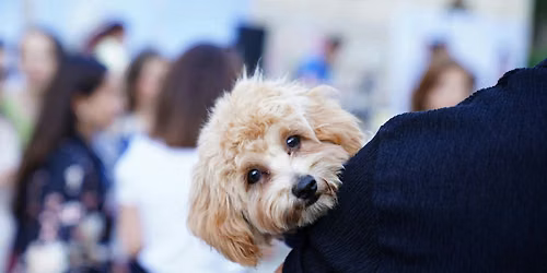 Dog Mania!