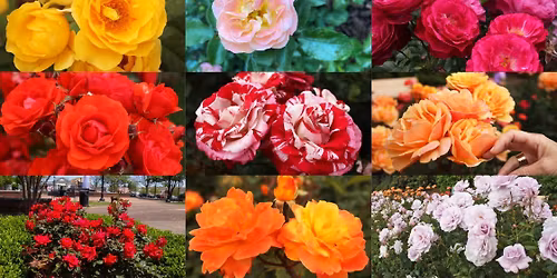 A Rose for Every Garden\u2014FREE