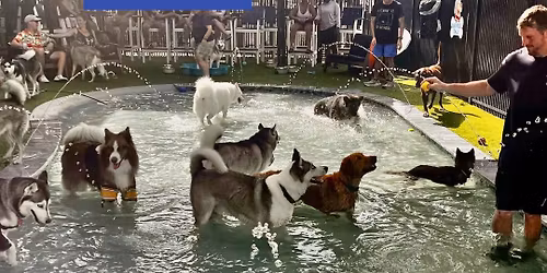 Husky Meet Up at Mutts & Martinis