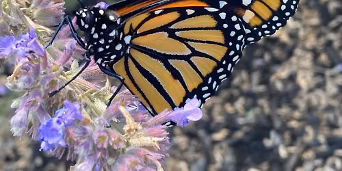 Pollinator Week