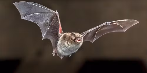 Bat Walk: Pennington Flash