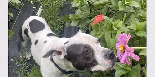 Fast Preacher, Katara & Discoids at Toadlilly Farms!! 