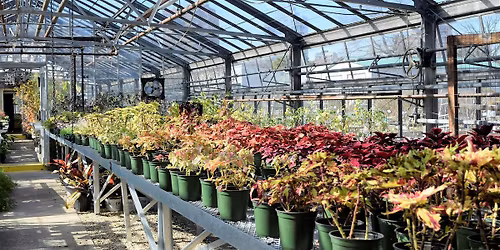 Watercolor Workshop: Greenhouse Colors