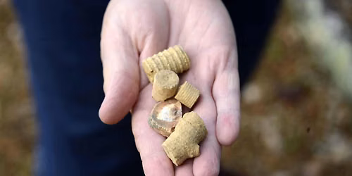Crinoid Fossil Bed Hike