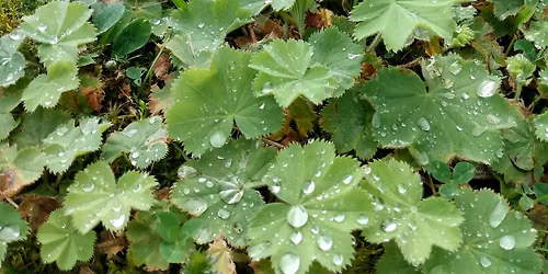 Medicinal Plant Walk