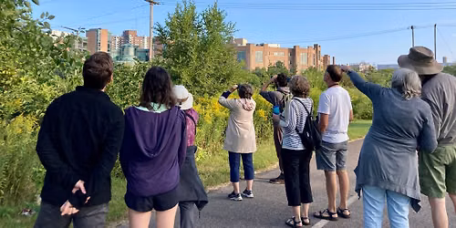 Urban Birding: Downtown Kalamazoo