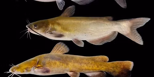 Minnows to Monsters: Fishes of the Missouri River