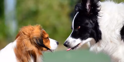 Medlemsm\u00f8te 2025: Hundens spr\u00e5k og adferd - foredrag med Lundqvist Hundeskole