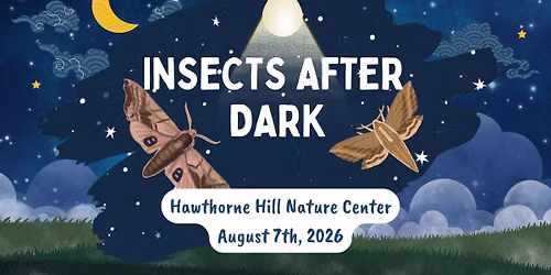 Insects After Dark!