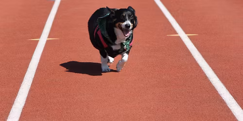 Corgi Derby Volunteer Meeting 