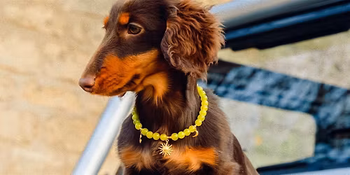 Atelier bijou pour chien