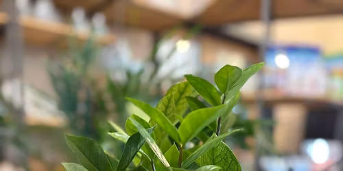 Lucky Houseplants Class 