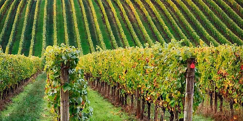 Explore the Wines of Oregon