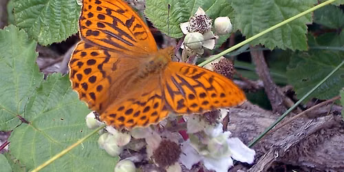 Wild Workshop - Battle of the flutterbyes