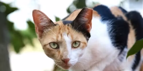 Un-owned Outdoor Cats Spay\/Neuter Transport