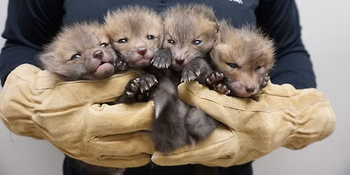 Fantastic Foxes: Beyond the Fables