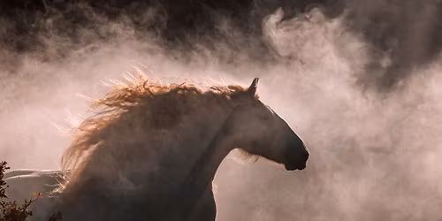 Warsztaty Fotografii Koni 2026