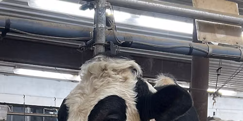 Dairy Day on the Farmstead