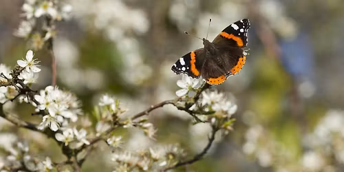 Haugh Wood Morning Butterfly Walk