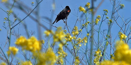 Migratory Bird Day Hike