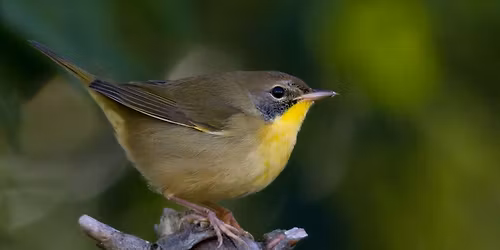 Beginner Bird Walk Forest Park