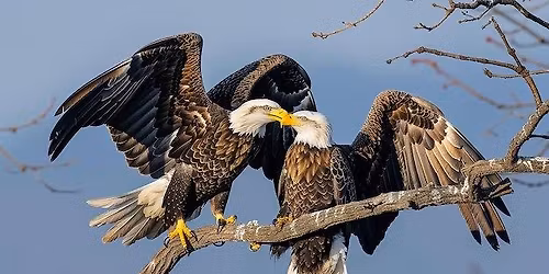 Live Bald Eagle Display at the Log Cabin at Legacy Park