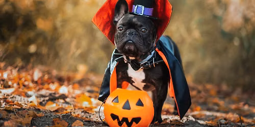 Adoption Booth at Wag-O-Ween