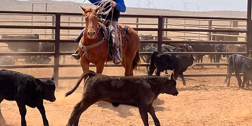 Bruce Hoctor Roping Clinic 