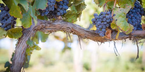 abides Christmas Service