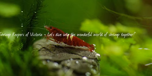 The Science of Colour in (Fish) Shrimp - An introduction to what makes colour... colourful
