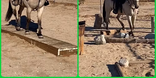 Raven Ridge Ranch Obstacle Challenge