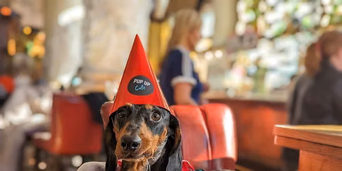 Hallo-ween Dachshund Pup Up Cafe - Northampton \ud83c\udf83