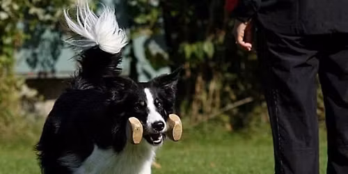 Obedience Pr\u00fcfung DWA