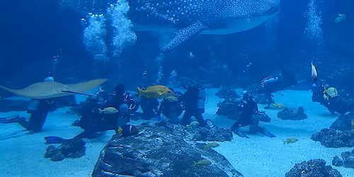 Georgia Aquarium - Dive with the Gentle Giants 
