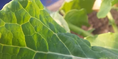 Plant Sale and Open Day