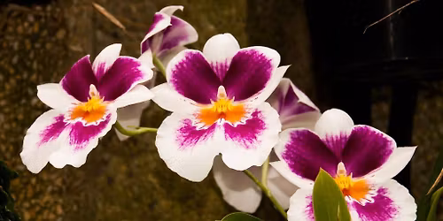 The Great Divide Orchid Society's October Meeting