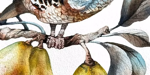 A Partridge in a Pear Tree Watercolour Workshop with Rita Gould